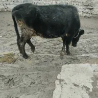 گاو‌گوساله‌سالم‌|حیوانات مزرعه|دهگلان, |دیوار