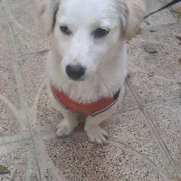 سگ پا کوتاه|سگ|شیراز, تندگویان|دیوار