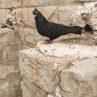 کبوتر زاغ ماده معاوضه