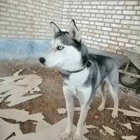 هاسکی|سگ|محمدشهر, محمدشهر|دیوار