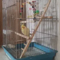 عروس هلندی نر
