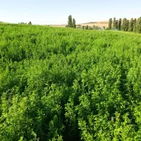 کودهای ارگانیک