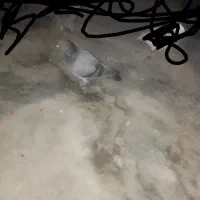 کبوتر فروشی|پرنده|گنبد کاووس, |دیوار