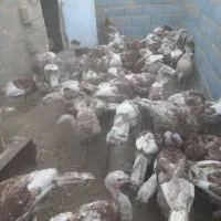 بوقلمون محلی