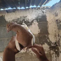 کفتر کله زرد