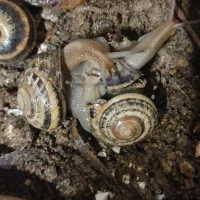 حلزون|خزنده|شاهینشهر, شهرک گلدیس|دیوار