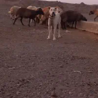 سگ گلگی|سگ|فردوس (خراسان), |دیوار