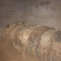 ۷راس میش وبره گیلانغرب|حیوانات مزرعه|گیلان غرب, |دیوار