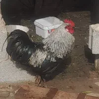 خروس لاری ومحلی