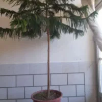 گل زیبا|گل و گیاه طبیعی|مبارکه, |دیوار