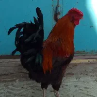 خروش ریشو گلین