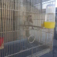 سهره نر|پرنده|رباط‌کریم, الارد|دیوار