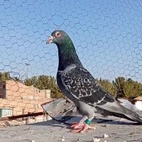 مسافتی|حیوانات|بیرجند, |دیوار