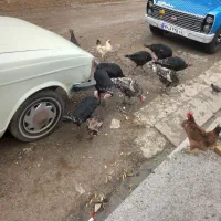 بوقلمون|حیوانات مزرعه|ماهیدشت, |دیوار