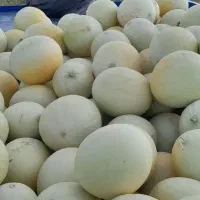 طالبی سفید