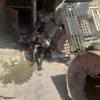 سگ پیت پول نگهبان