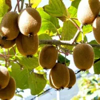 کیوی ریز و دوقلو