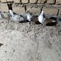 3عدد‌کبوتر‌یا‌کفتر‌خوب‌‌هر‌3ماده‌میباشد