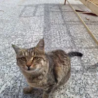 واگذاری گربه ناز و خانگی