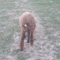 دو عدد بره نروماده|حیوانات مزرعه|فاضل آباد, |دیوار