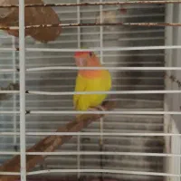 کوتوله برزیلی ماده مولد فنچ باجوجه مرغ عشق سرلاکی|پرنده|تبریز, |دیوار