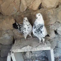 کبوتر|پرنده|سرپل ذهاب, |دیوار