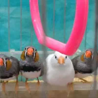 فروش فوری فنچچ