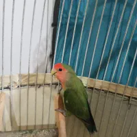فروش طوطی برزیلی