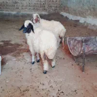 بره|حیوانات مزرعه|دالاهو, |دیوار