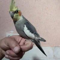 عروس هلندی|پرنده|سیرجان, |دیوار