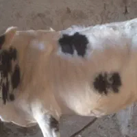 یک راس گاو جوان به فروش می رسد|حیوانات مزرعه|شوشتر, |دیوار