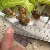 فروش حلزون به صورت عمده حدود ۴۰۰ عدد