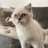 معاوضه گربه با سگ