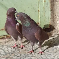 کبوترای گلچین قیمت تو متن نوشتم بخانید