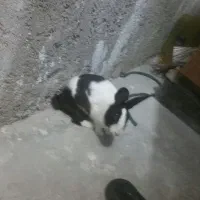 خرگوش|موش و خرگوش|اندیکا, |دیوار