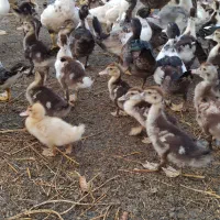 40 تا جوجه اردک اسرائیلی