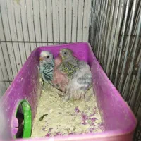 جوجه مرغ عشق سرلاکی|پرنده|اردبیل, |دیوار