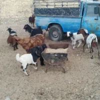 بز و کولار پاکستانی|حیوانات مزرعه|شیراز, دارالرحمه|دیوار