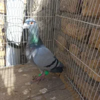 سبز|پرنده|رضویه, |دیوار