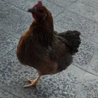 مرغ محلی|حیوانات مزرعه|دهلران, |دیوار