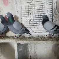 دوبر نر دونه ای ۵۰۰۰همشون خارجی عالی