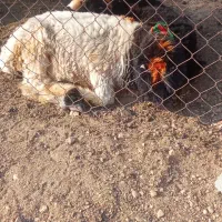 نرمیش|حیوانات مزرعه|لالی, |دیوار