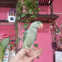 جوجه شاه طوطی نر تازه دونخور فول رام و دستی