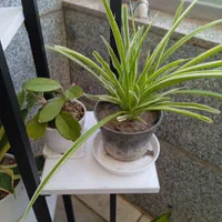 تعدادی گل باگلدون زامفولیا بلک گندمی و..|گل و گیاه طبیعی|بیرجند, |دیوار