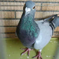 کبوتر پیدا شده