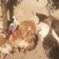 بوقلمون درشت هیکل طبیعی