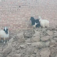 گوسفنده زنده