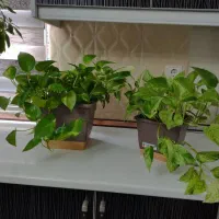 گل طبیعی|گل و گیاه طبیعی|قزوین, |دیوار