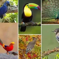 پرنده پیدا شده