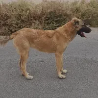 سگ دو رگ|سگ|آران و بیدگل, |دیوار